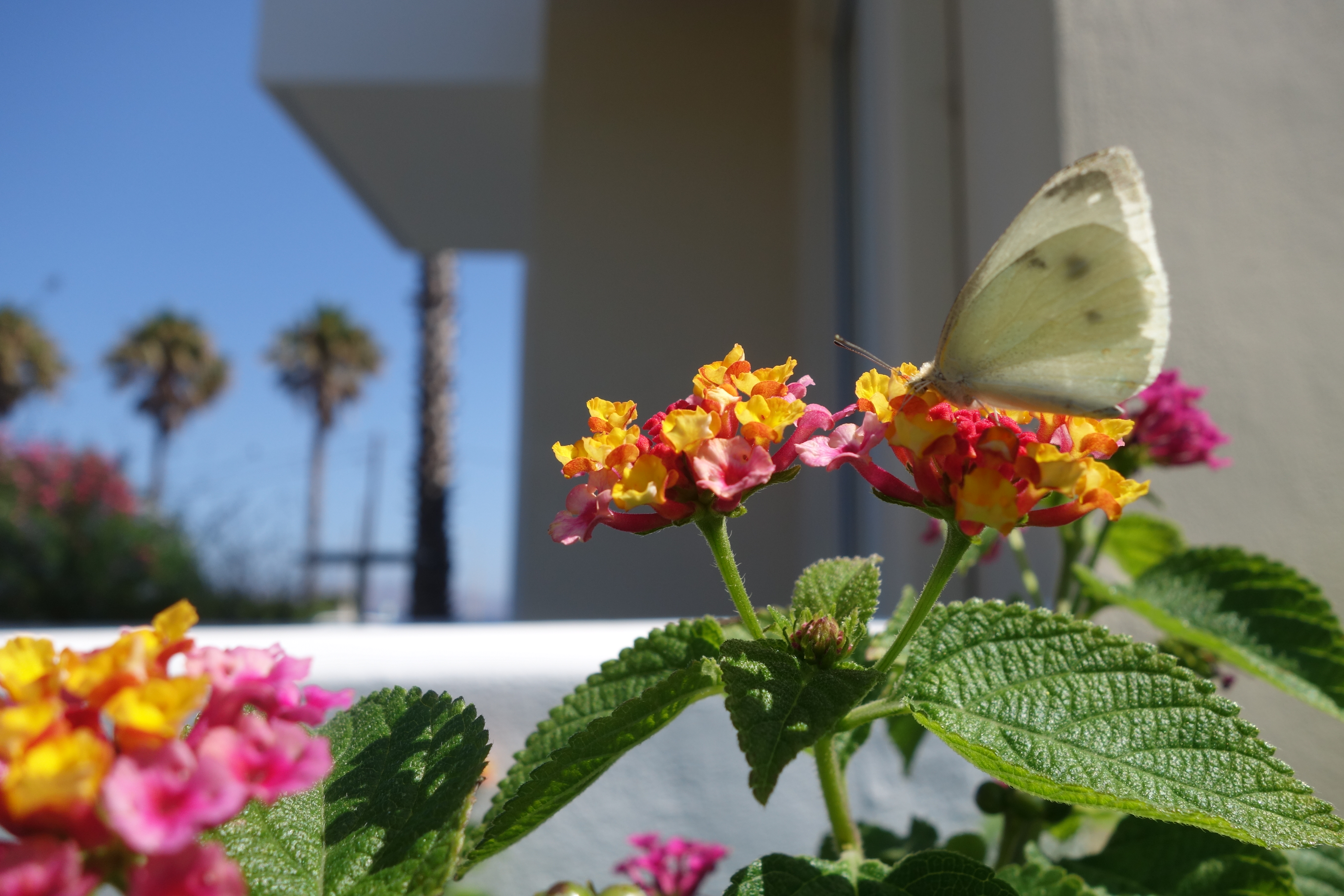 Andromeda Hotel Apartments