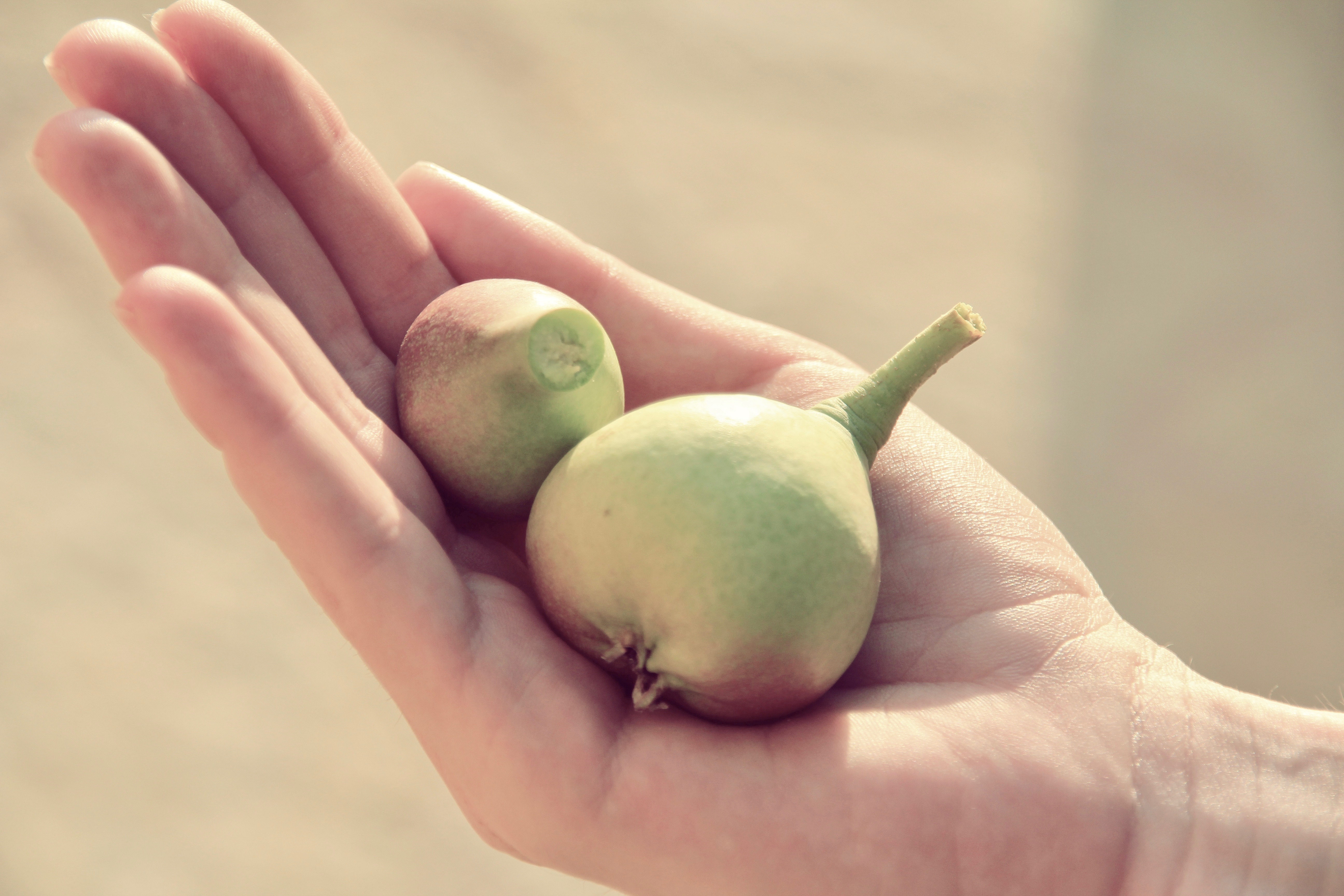 Boo Premium Living Villas