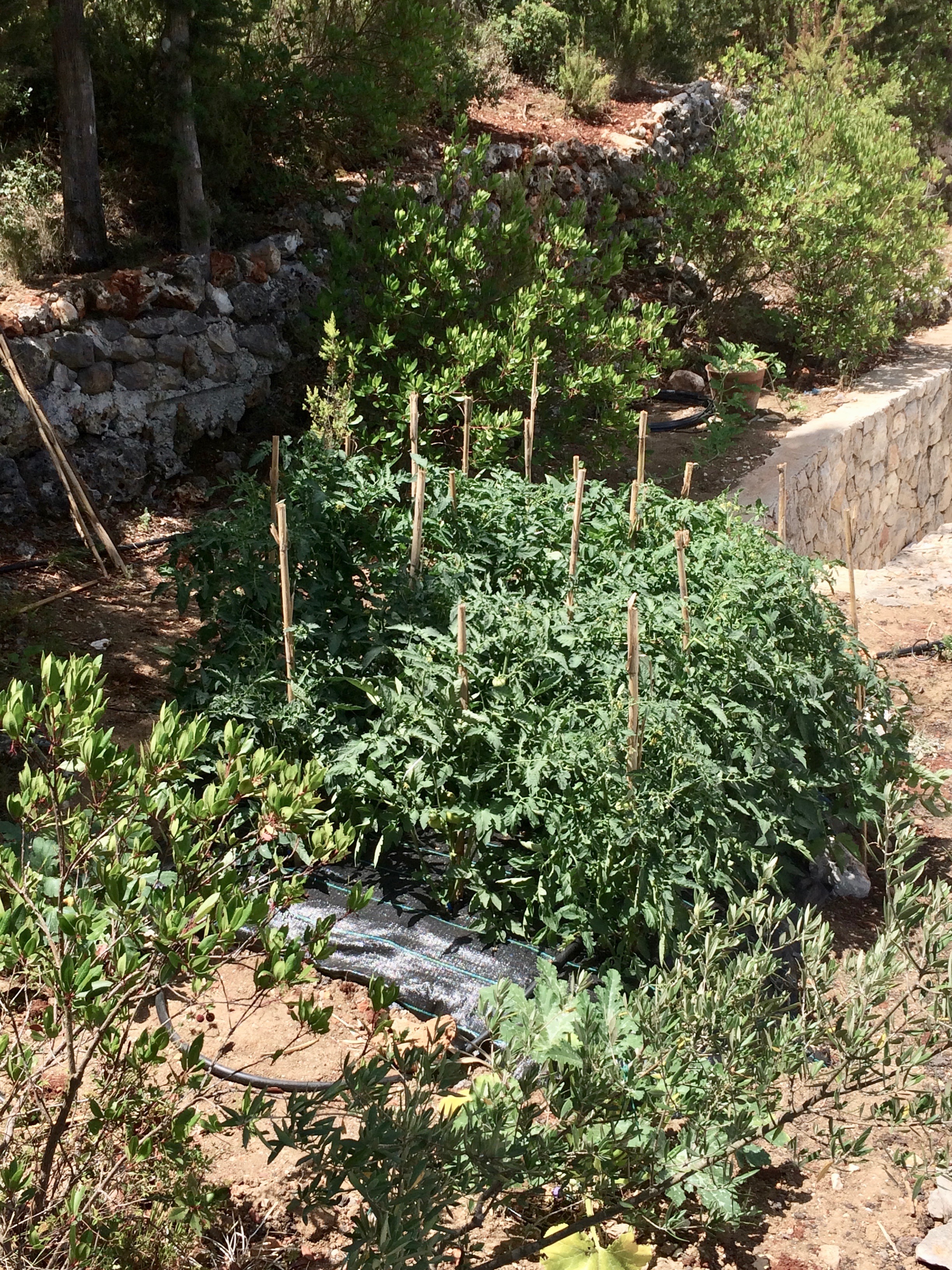 Boo Premium Living Villas