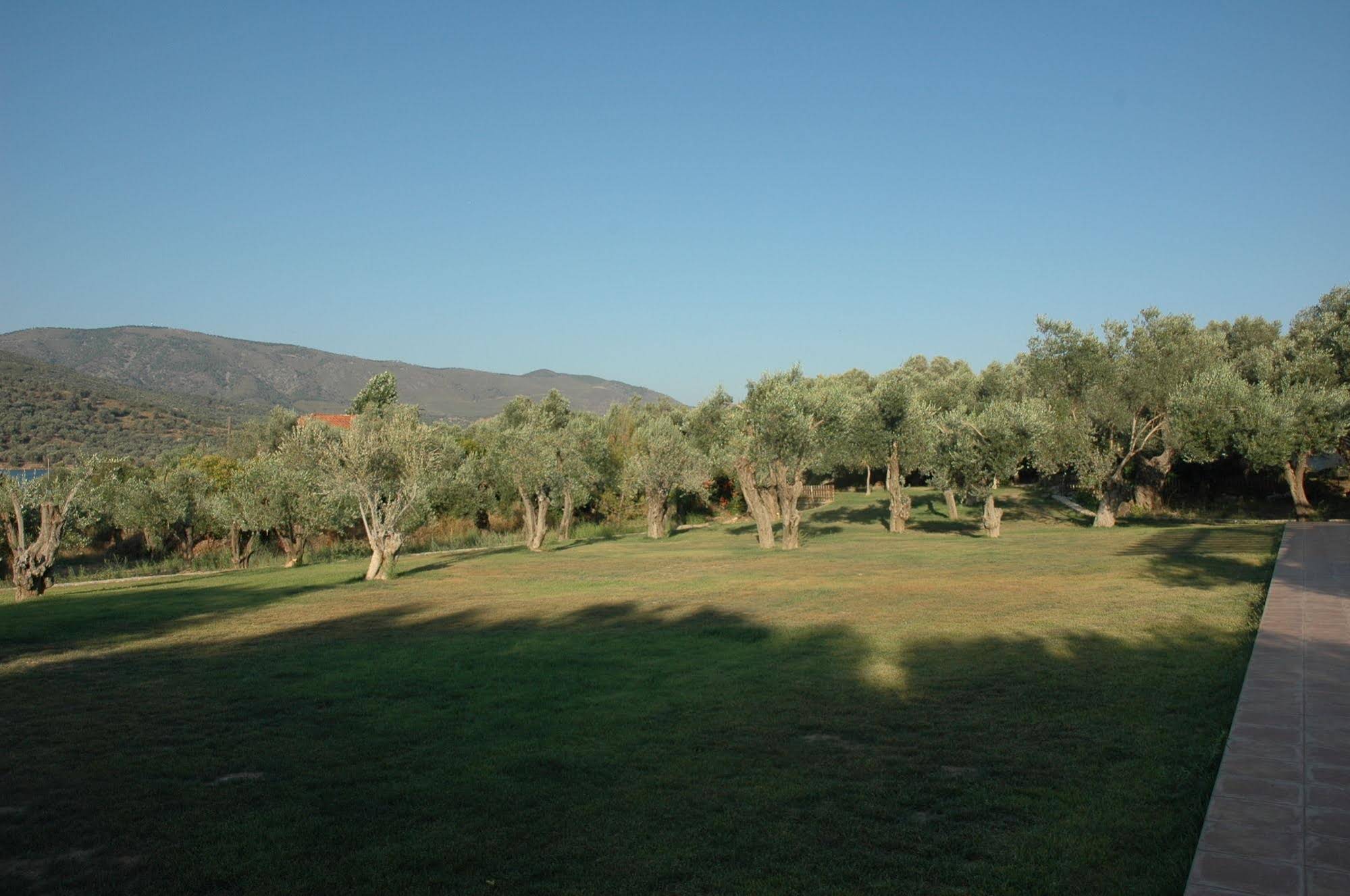 Gera's Olive Grove