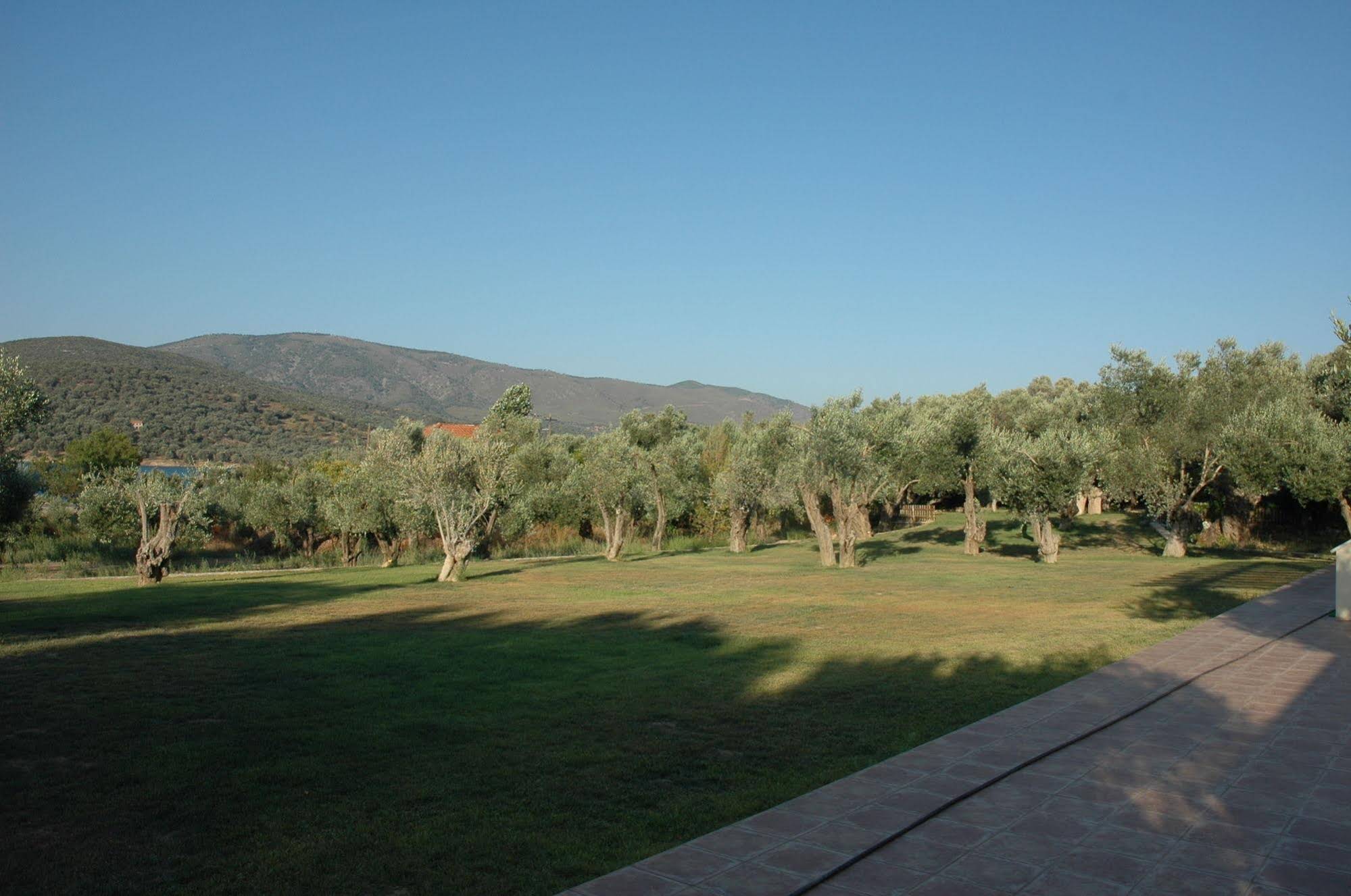 Gera's Olive Grove