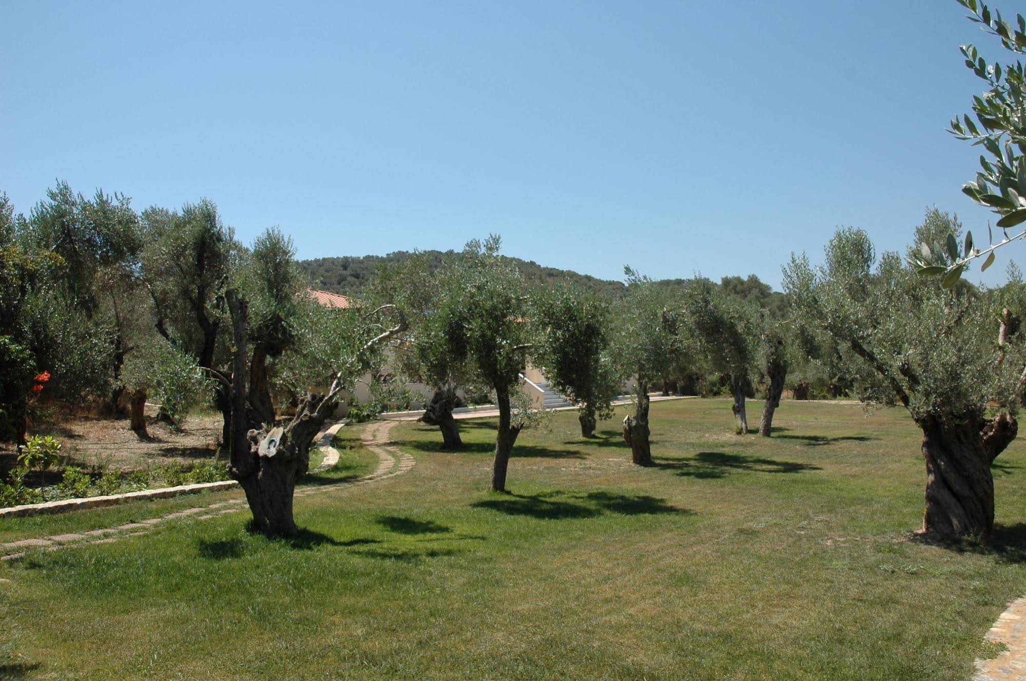 Gera's Olive Grove