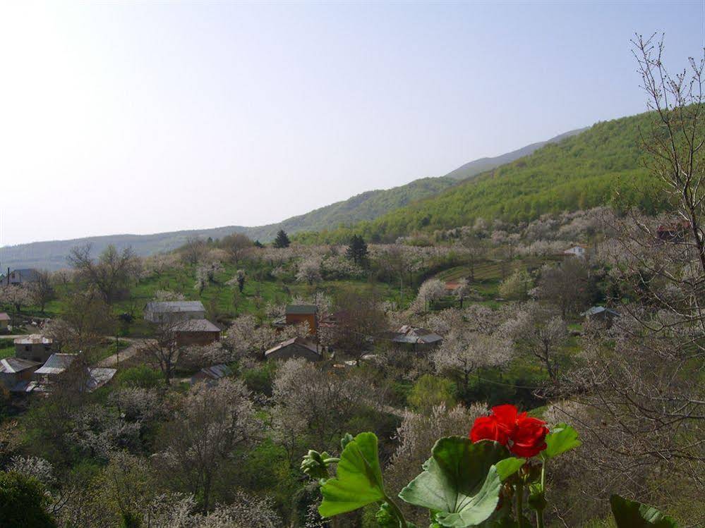 Arxontiko Agonari