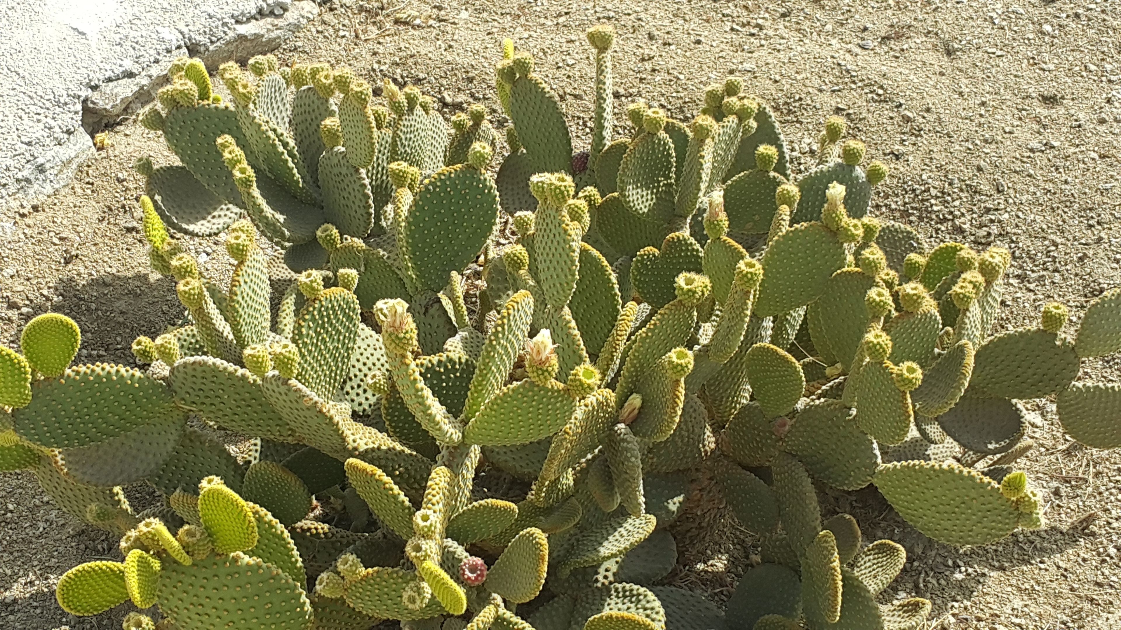 Croco Mykonos