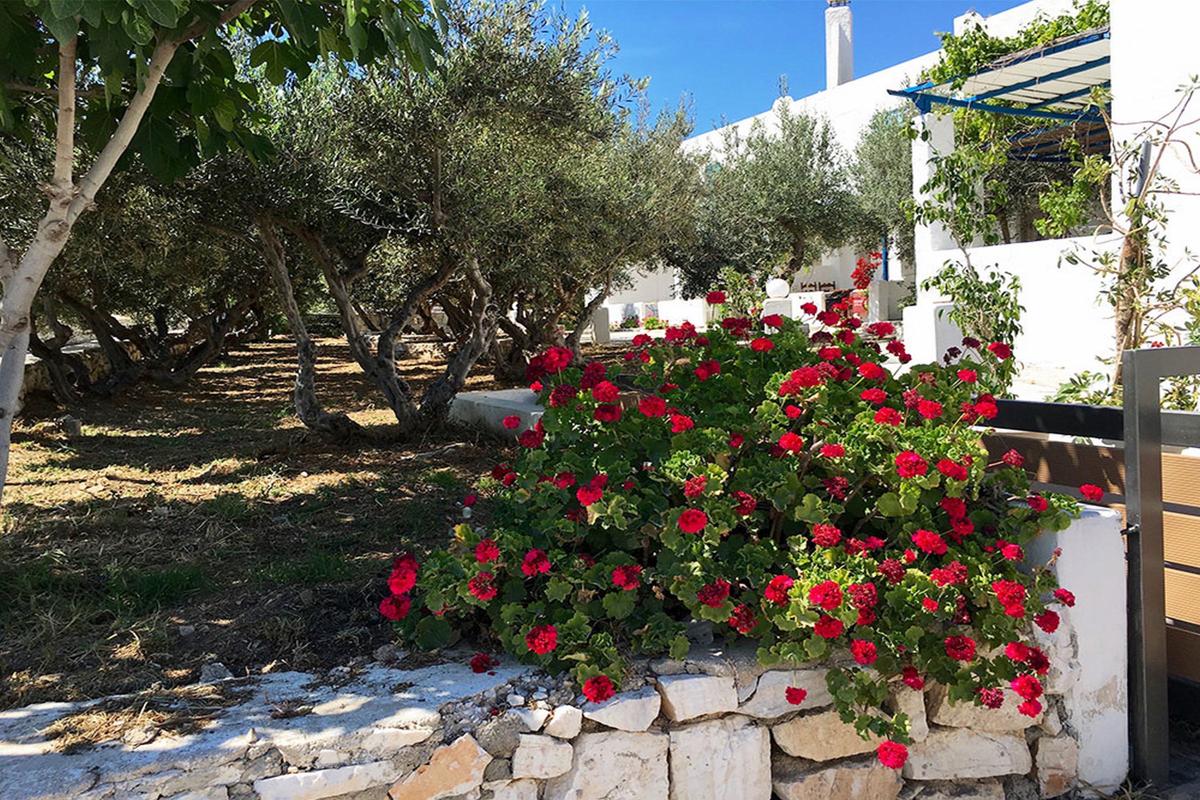 Amaryllis Paros Beach Hotel