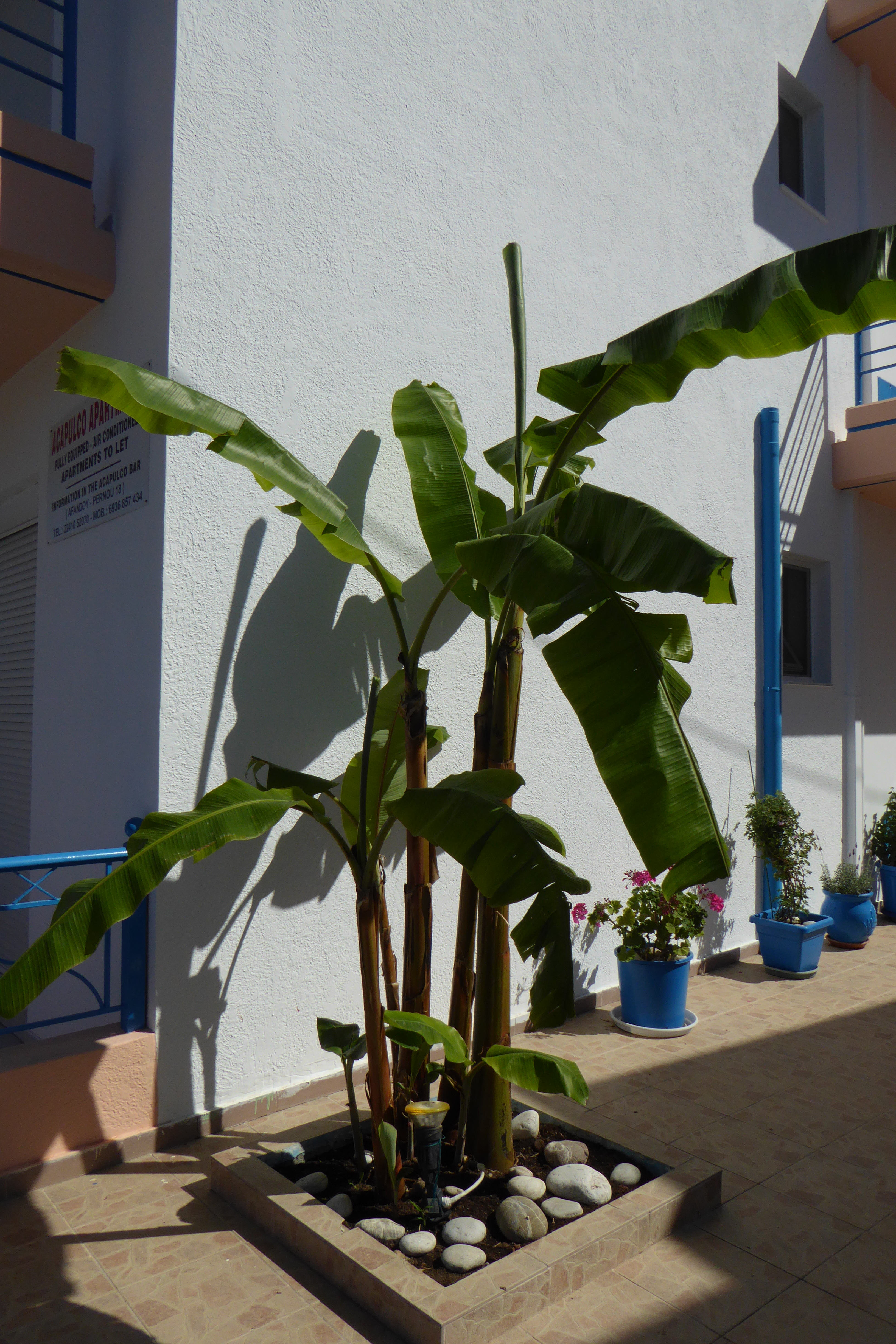 Acapulco Apartments