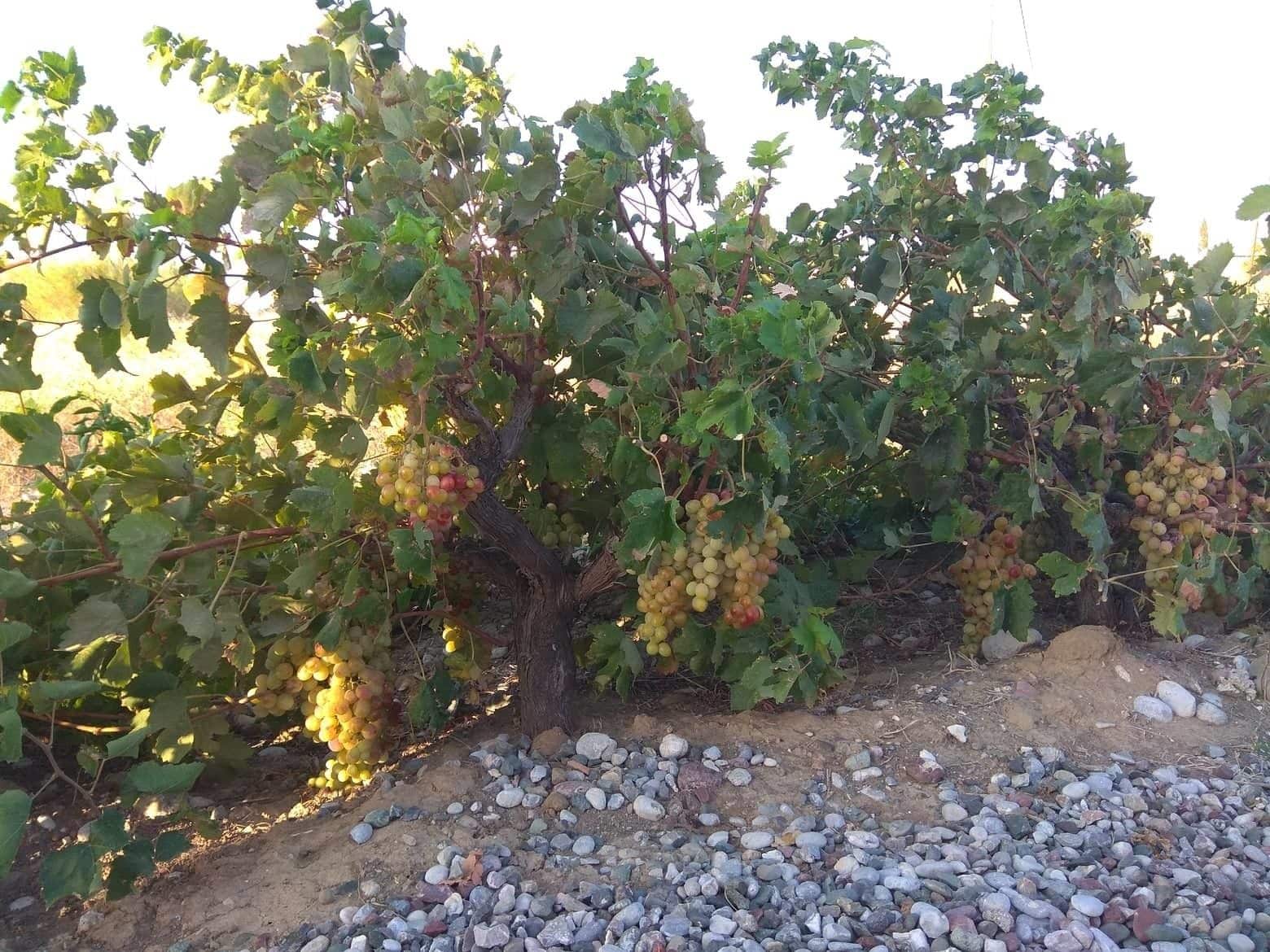 Gennadi Serenity House