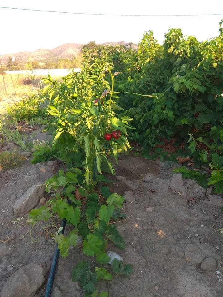 Gennadi Serenity House