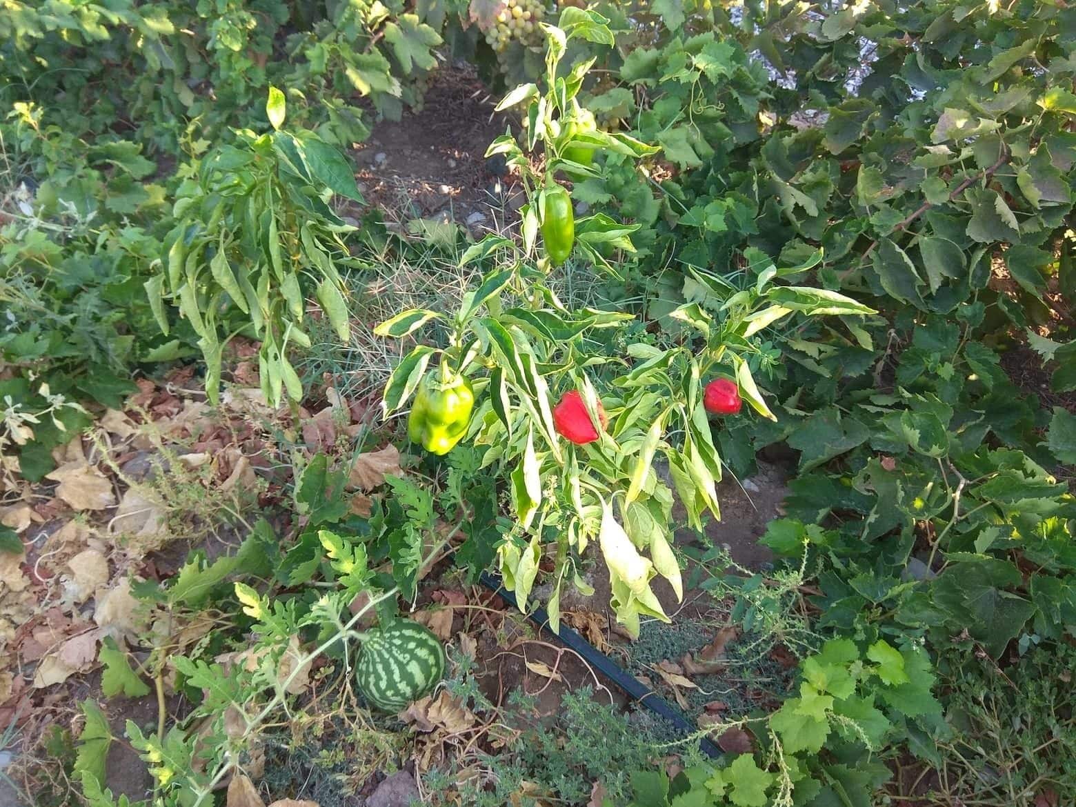 Gennadi Serenity House