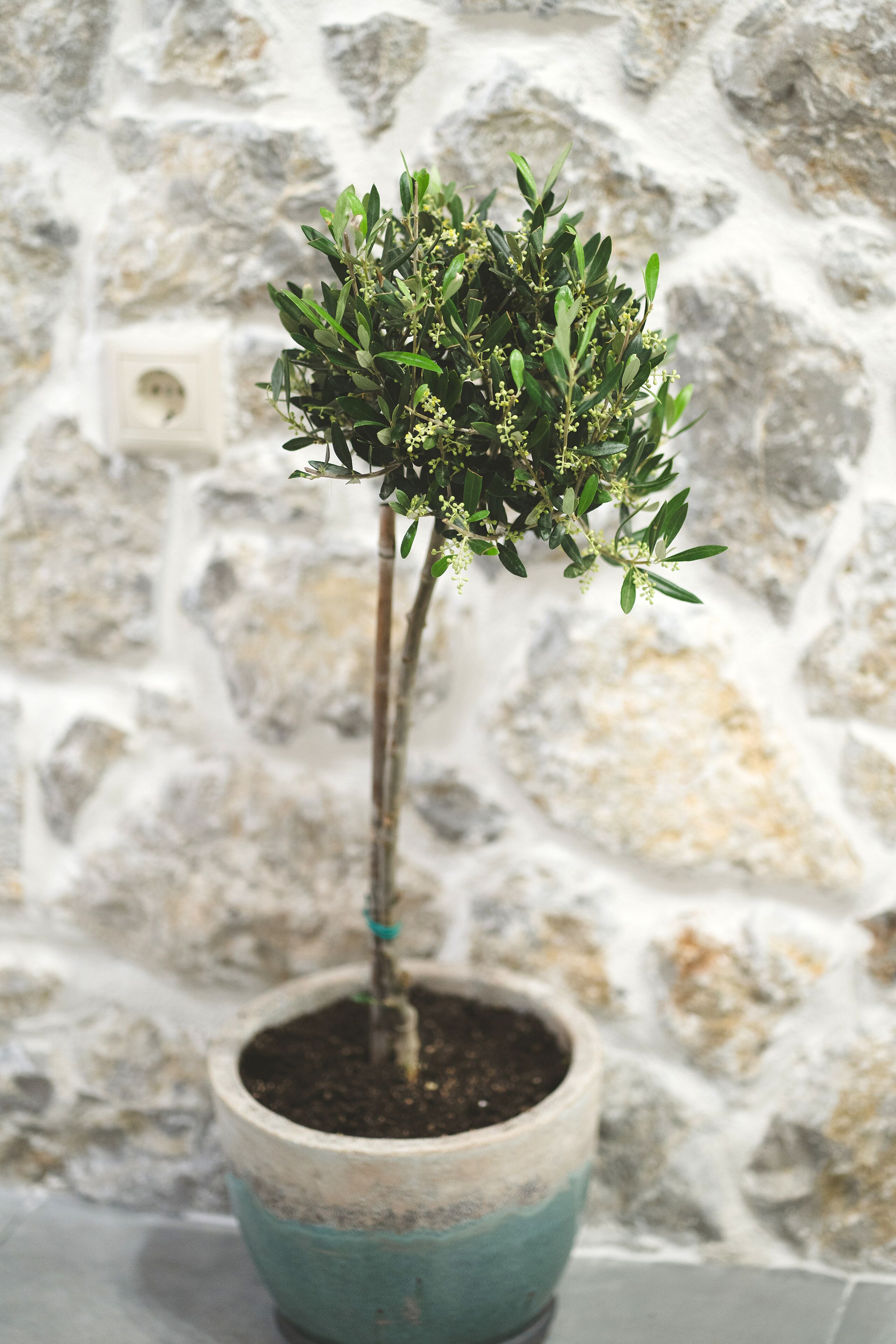 Aesthisis Sensational Accommodation