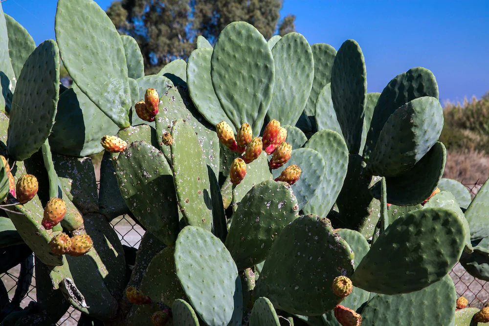 Villa House Of Paradise