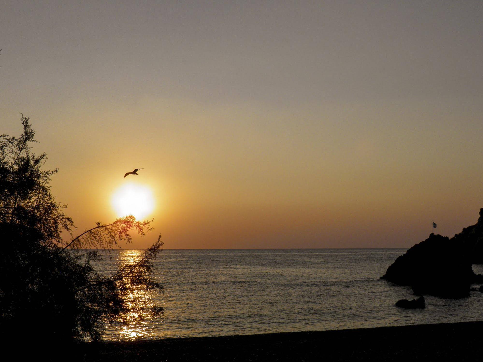 Alpha Stegna Sun