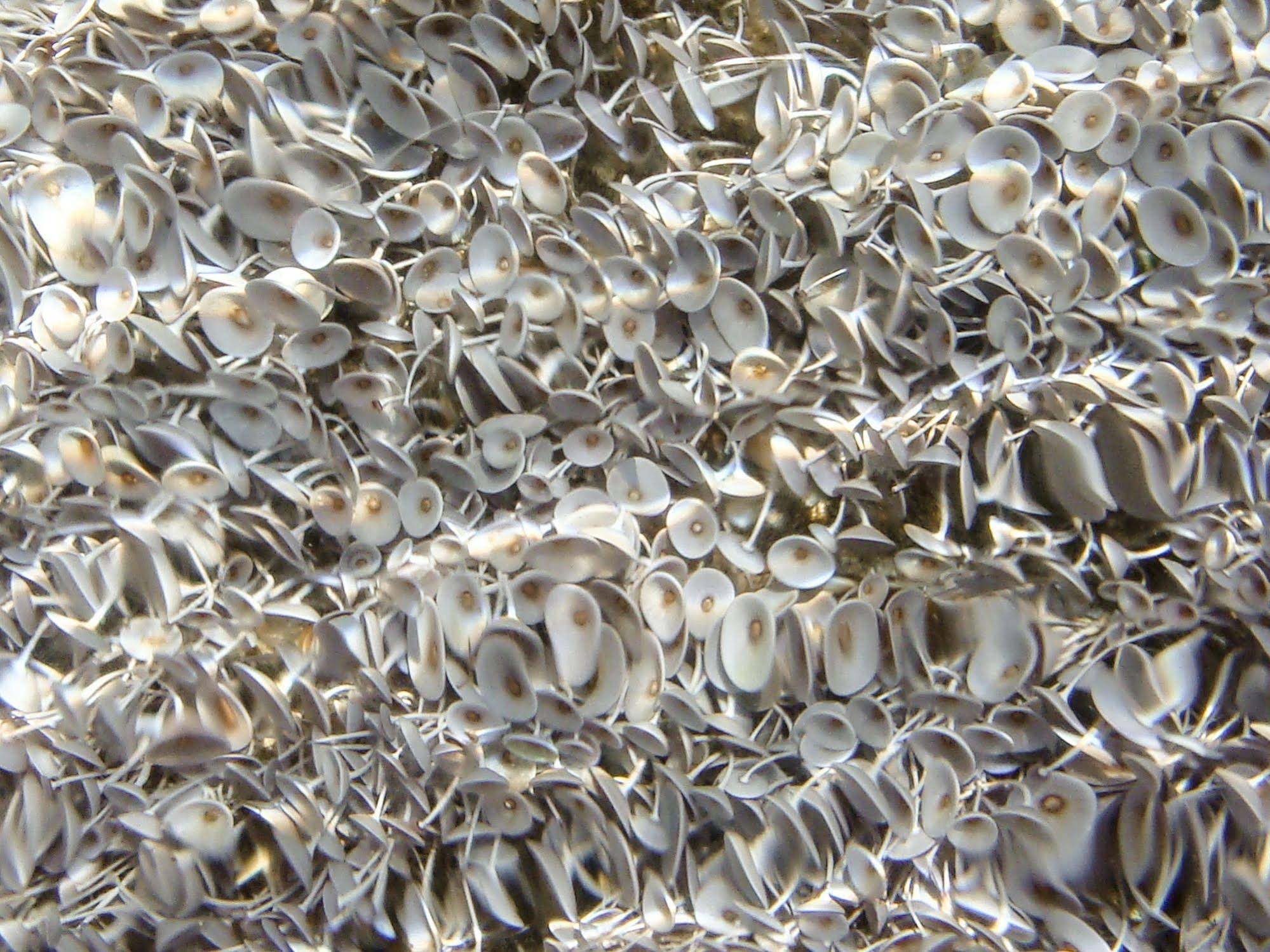 Alpha Stegna Sun