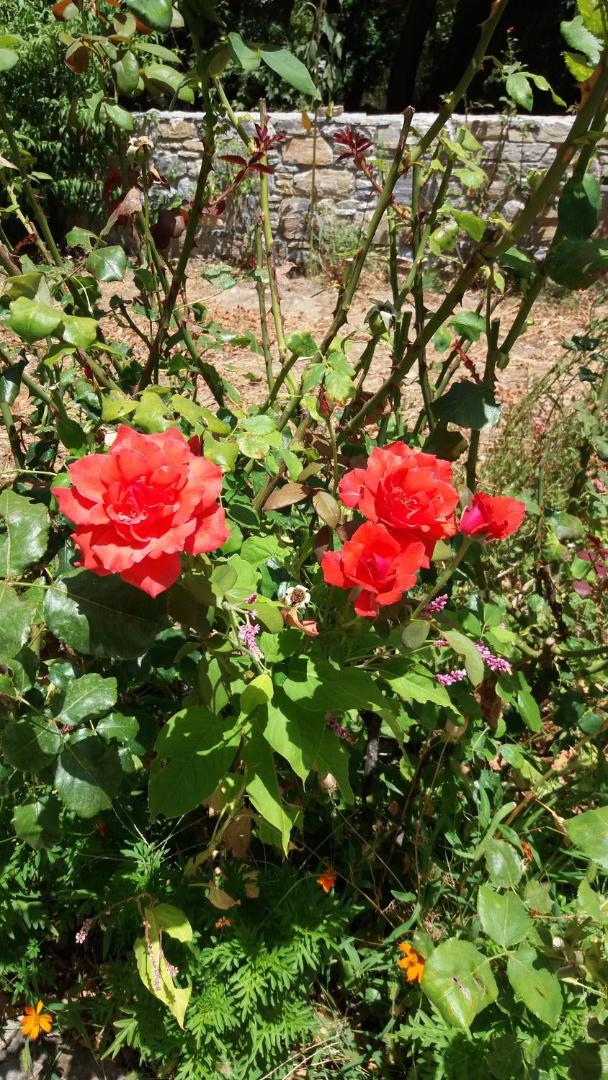 Alekos Rooms and Apartments