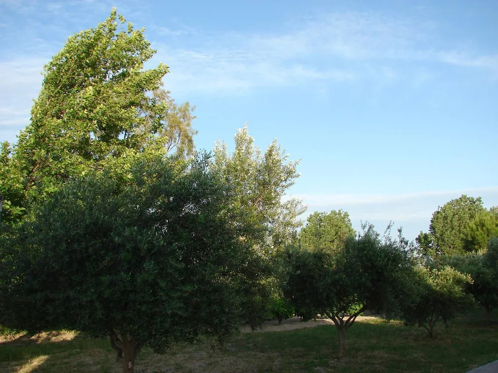 Rosmarinus Studios