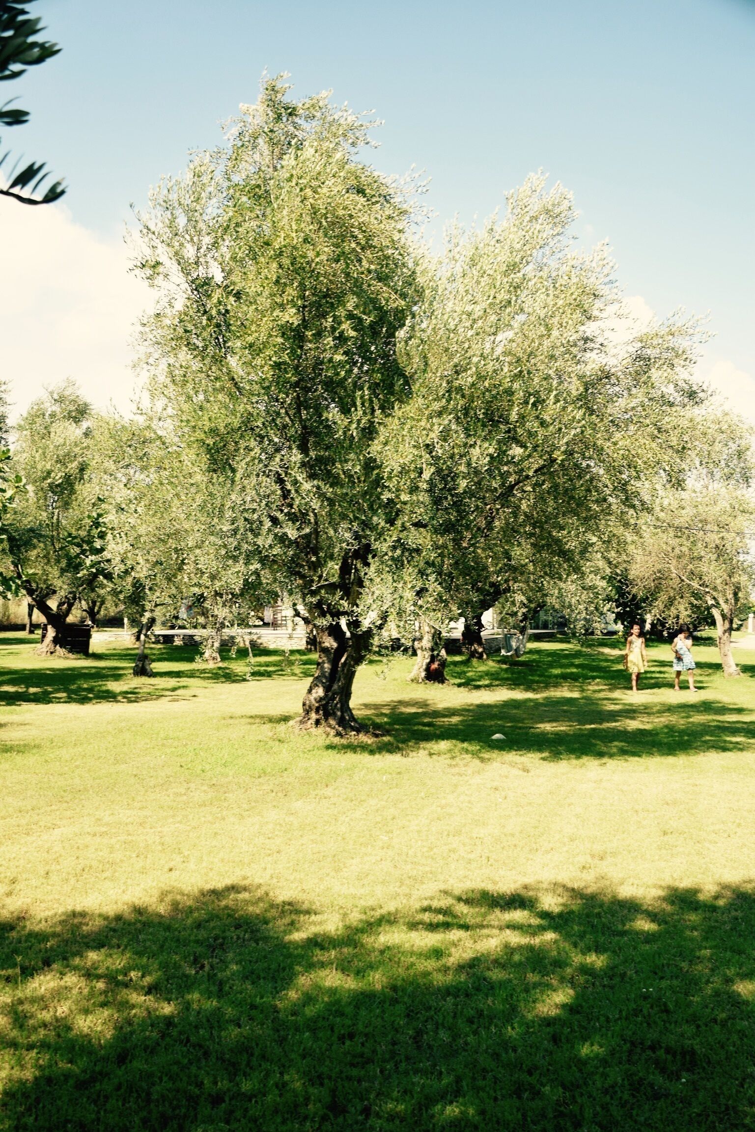 Anastasios Olive Garden Apartments