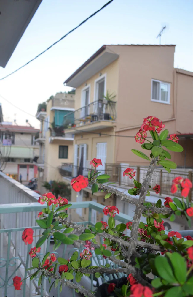 Reggina's Zante House