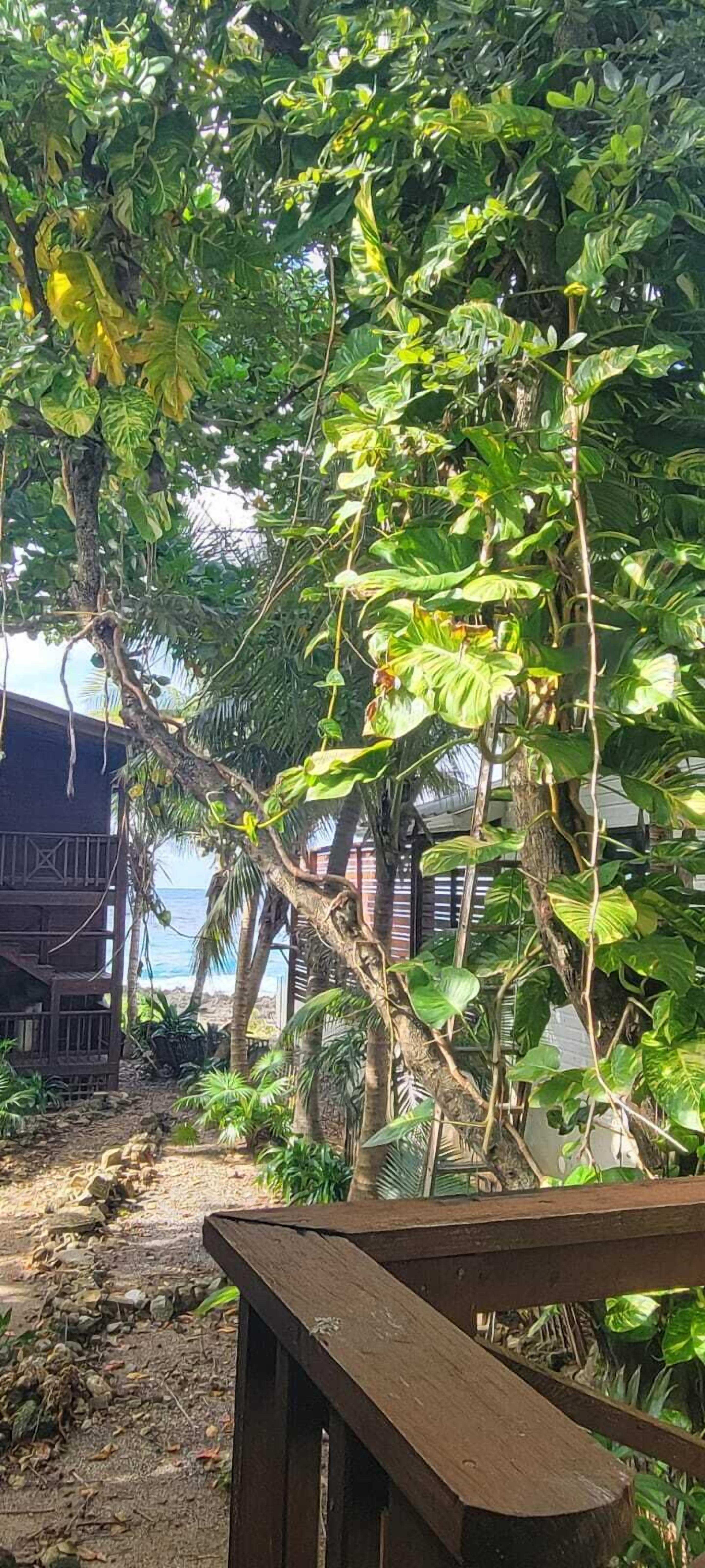 Cocolobo