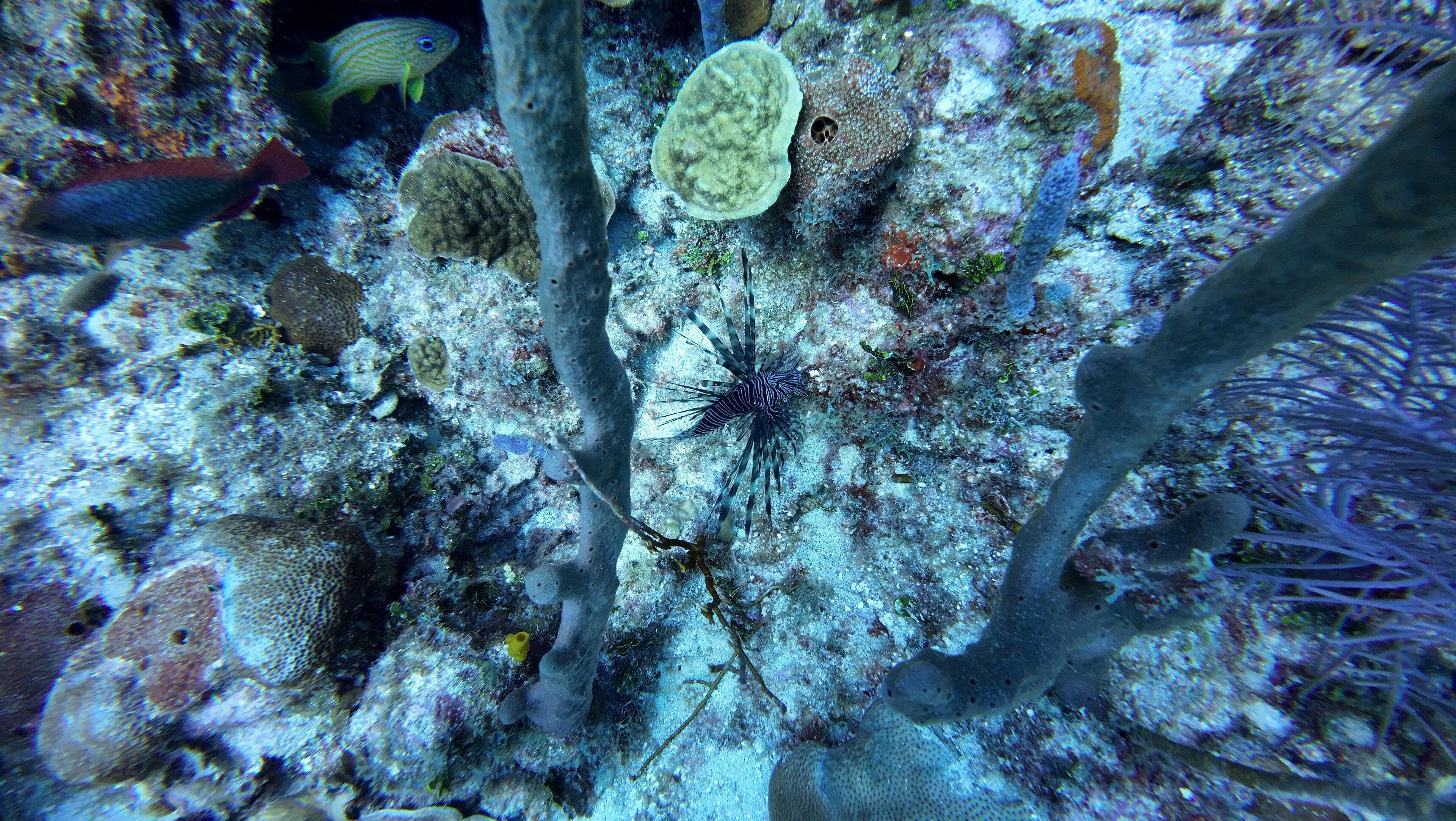 Hotel Roatan Dive and Yacht Club