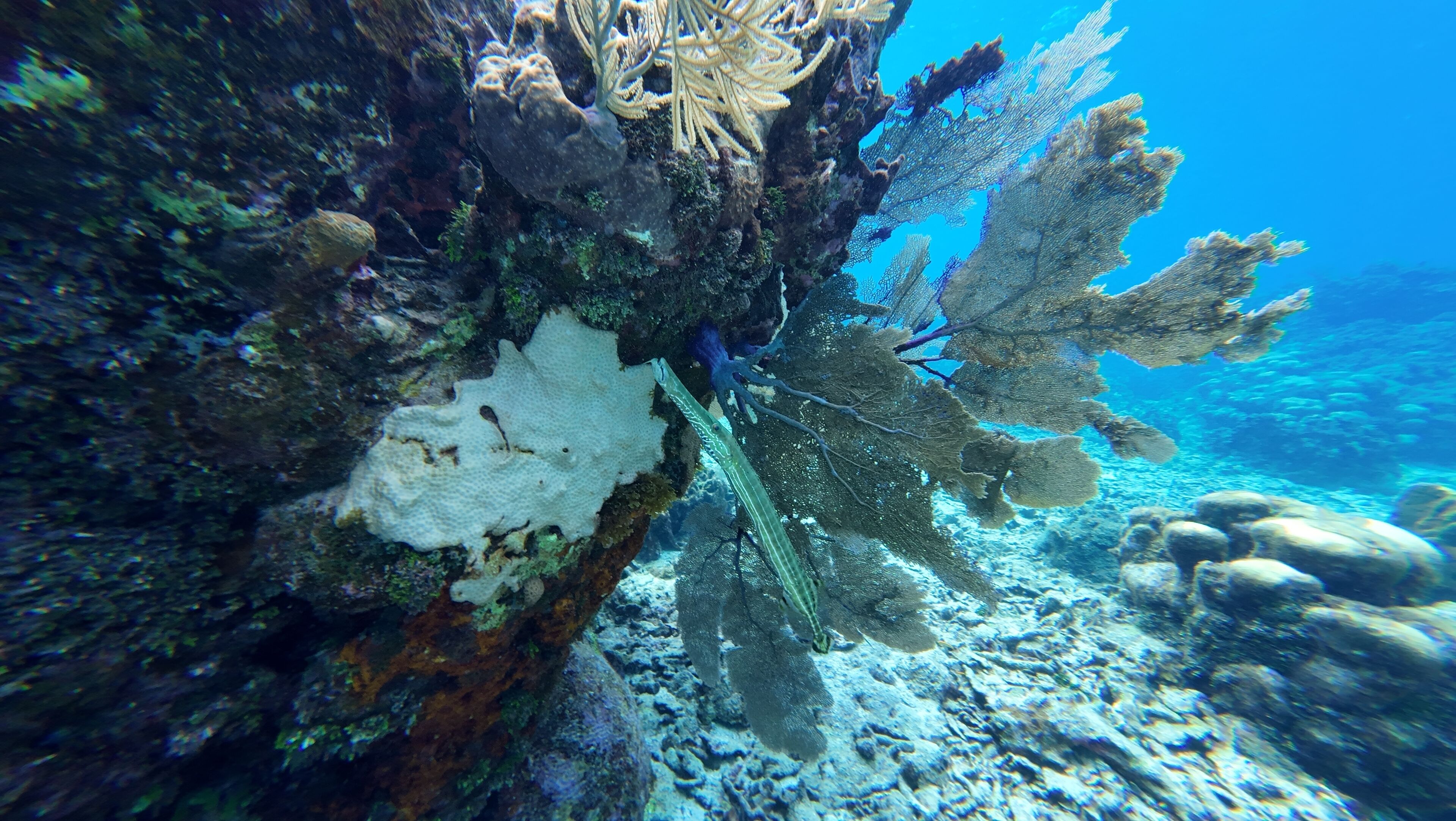 Hotel Roatan Dive and Yacht Club