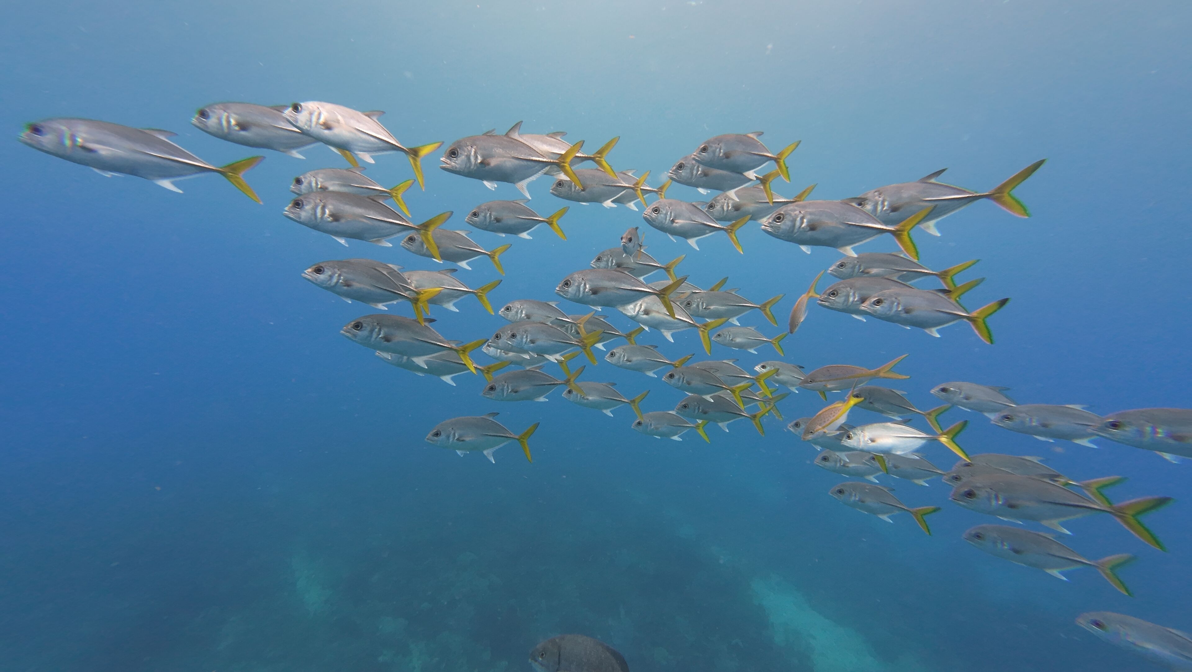 Hotel Roatan Dive and Yacht Club