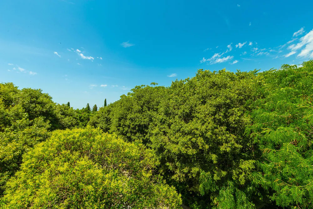 Hedera Estate - Kono Area