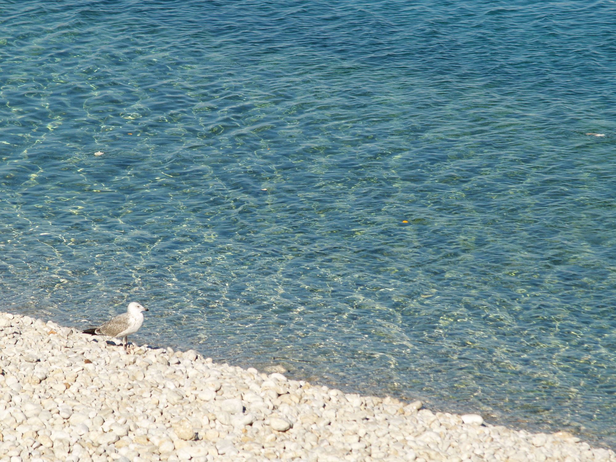Hotel Vis