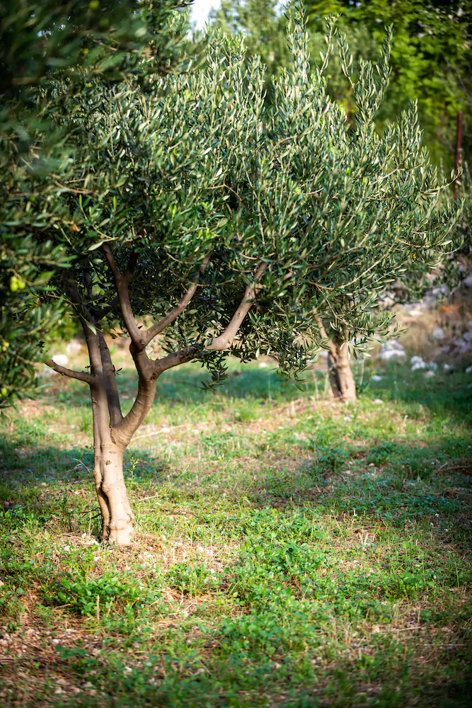 Francesca Guesthouse