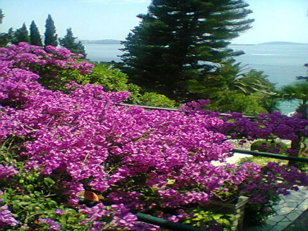Villa Nina