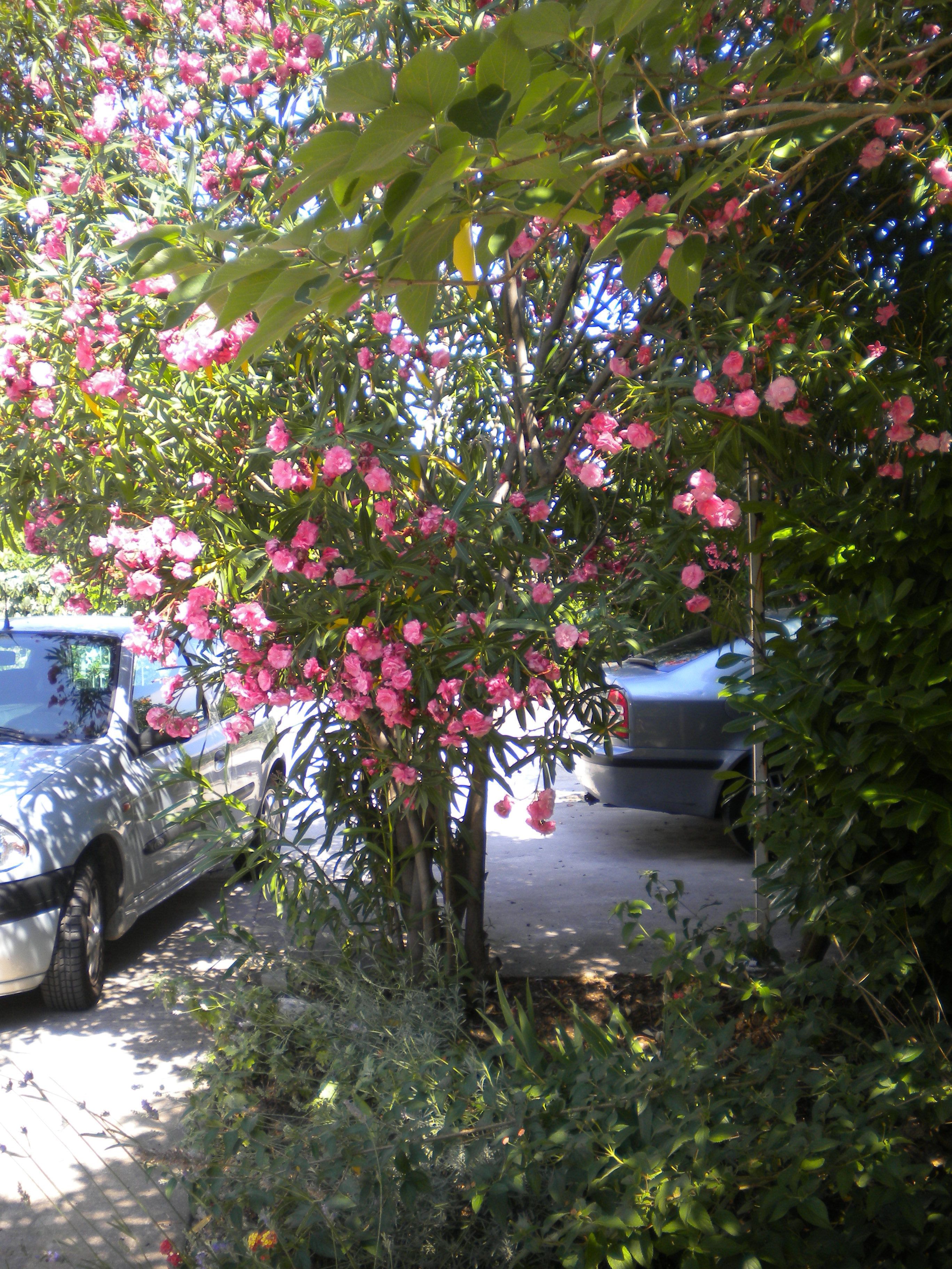 Apartments Lastavica