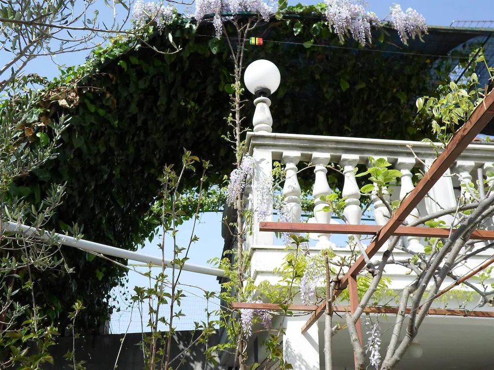 Apartments Miodrag