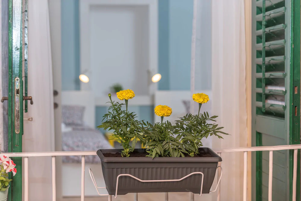 House Polus