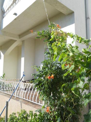 Apartments Stana S