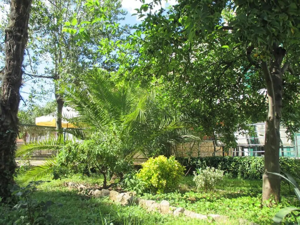 Lemon Tree Apartments