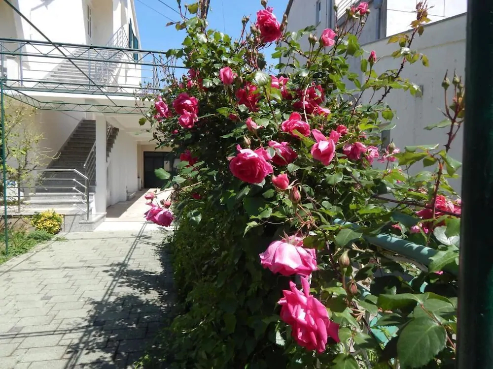 Lemon Tree Apartments