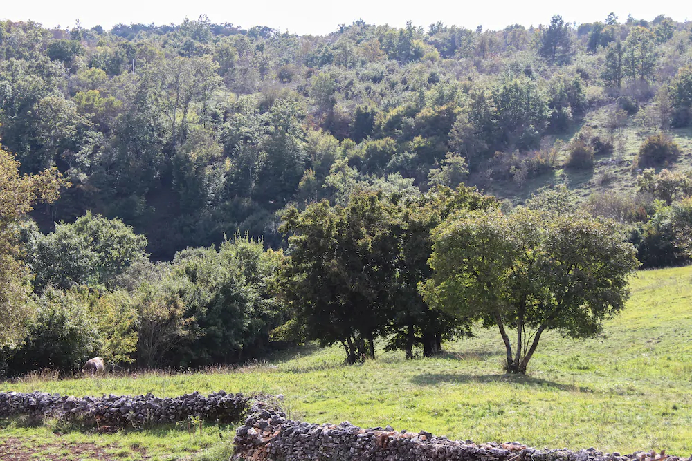 Arton Villa In The Heart Of Istria