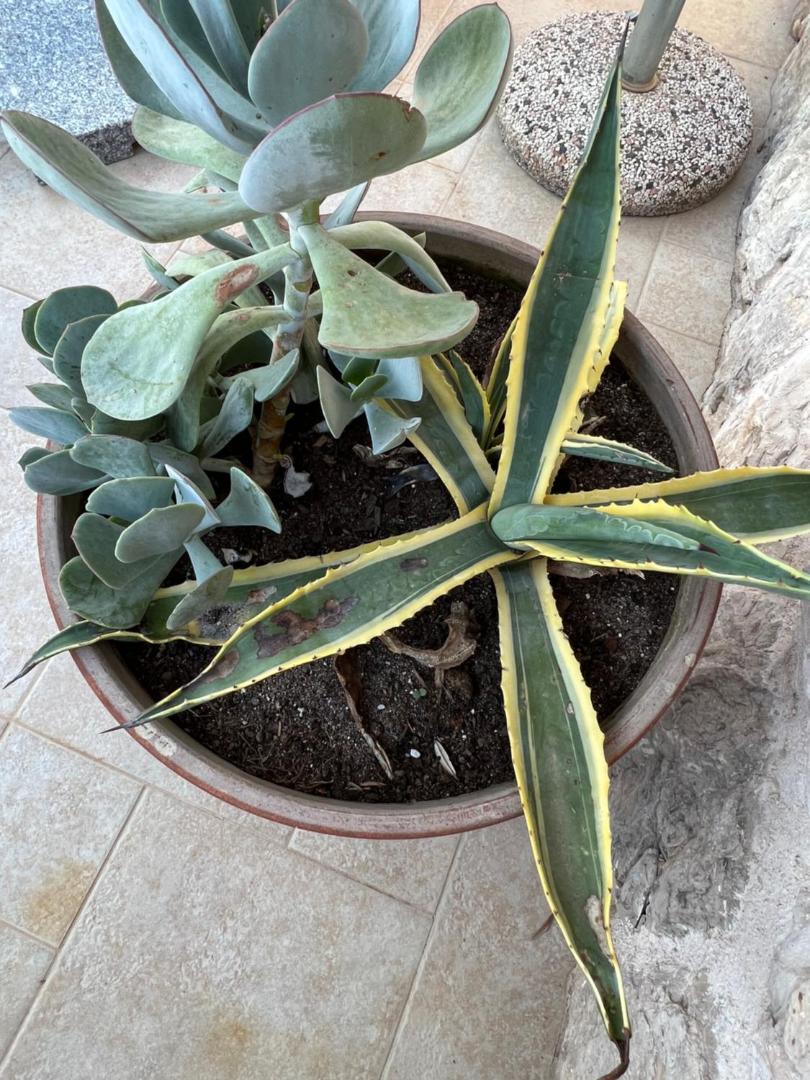 Apartments Jakov and Antonia