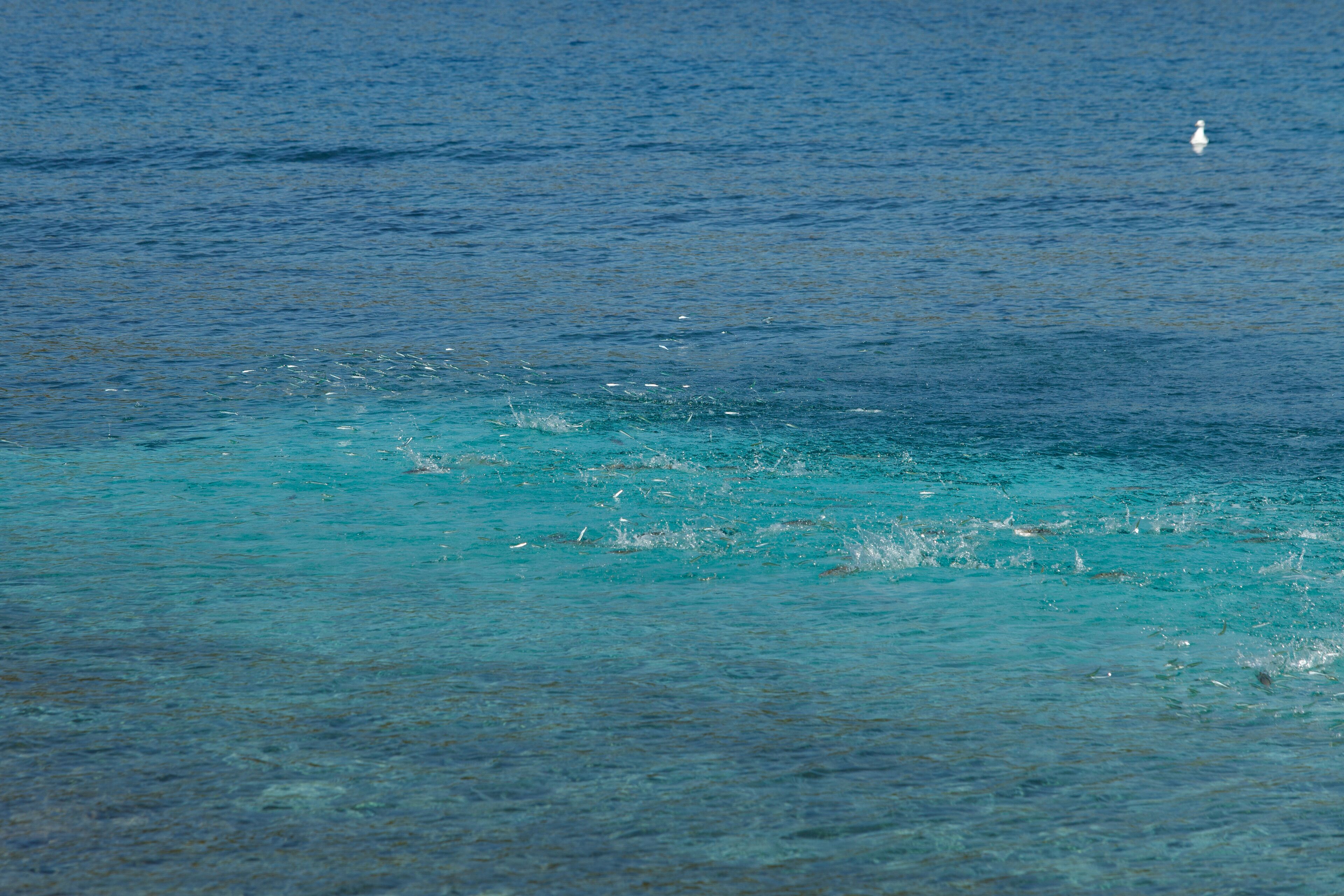 Robinson House Nicolina