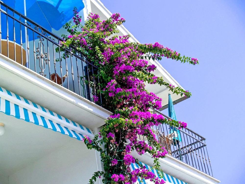 Apartments Jure