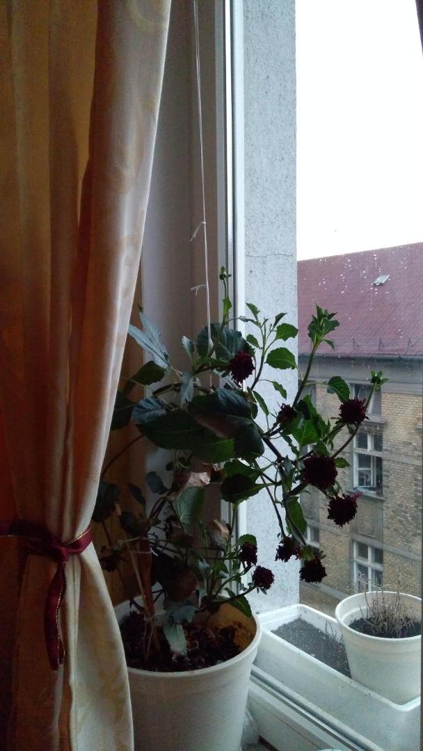 Cuki Apartment