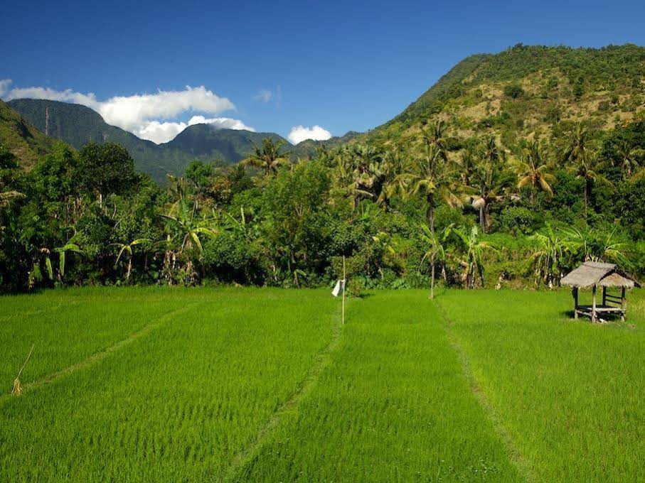 The Kampung