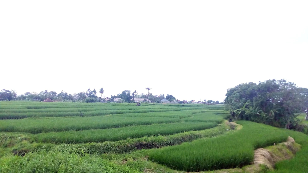 North Wing Canggu Resort by OYO