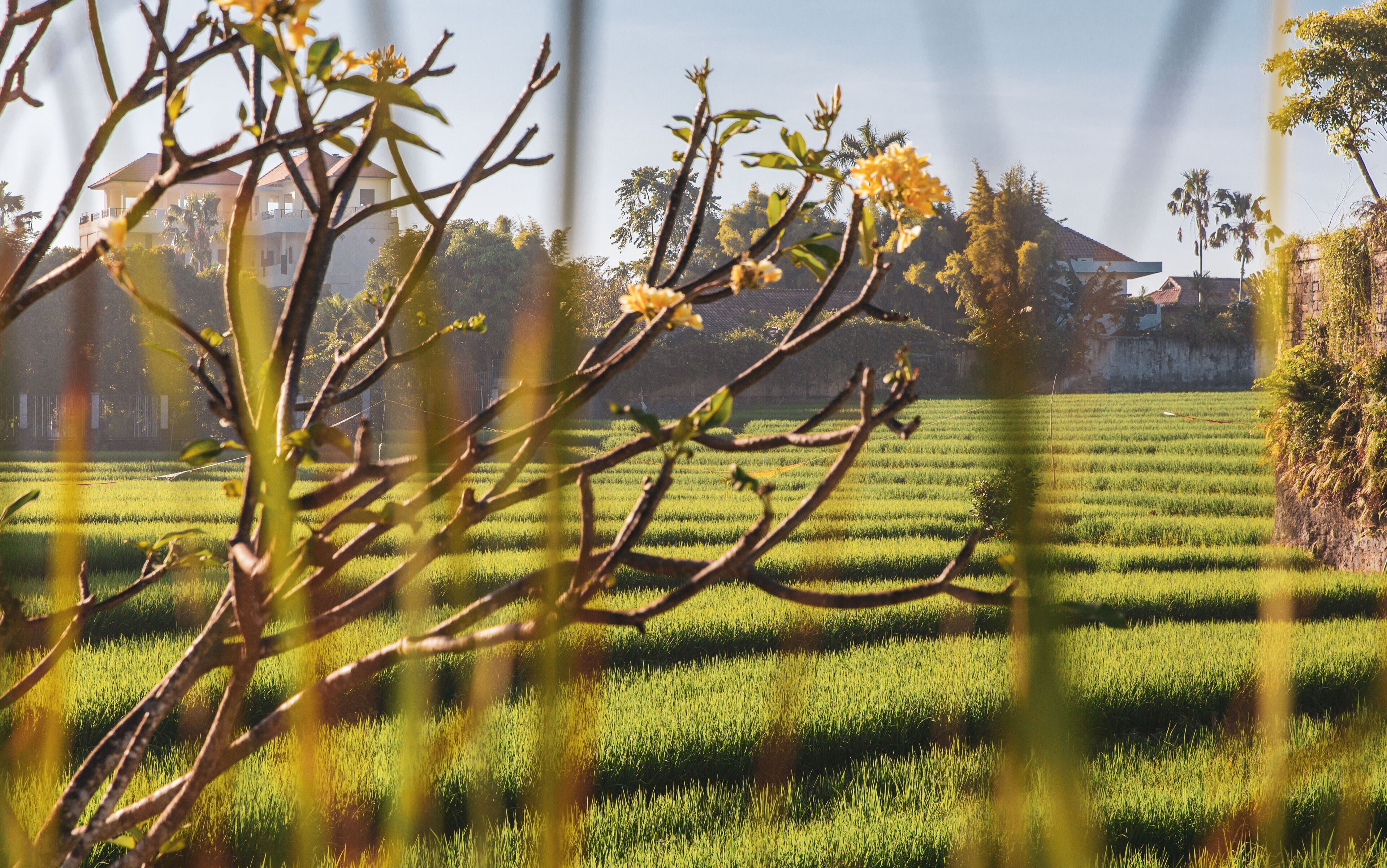 Seed Gardens