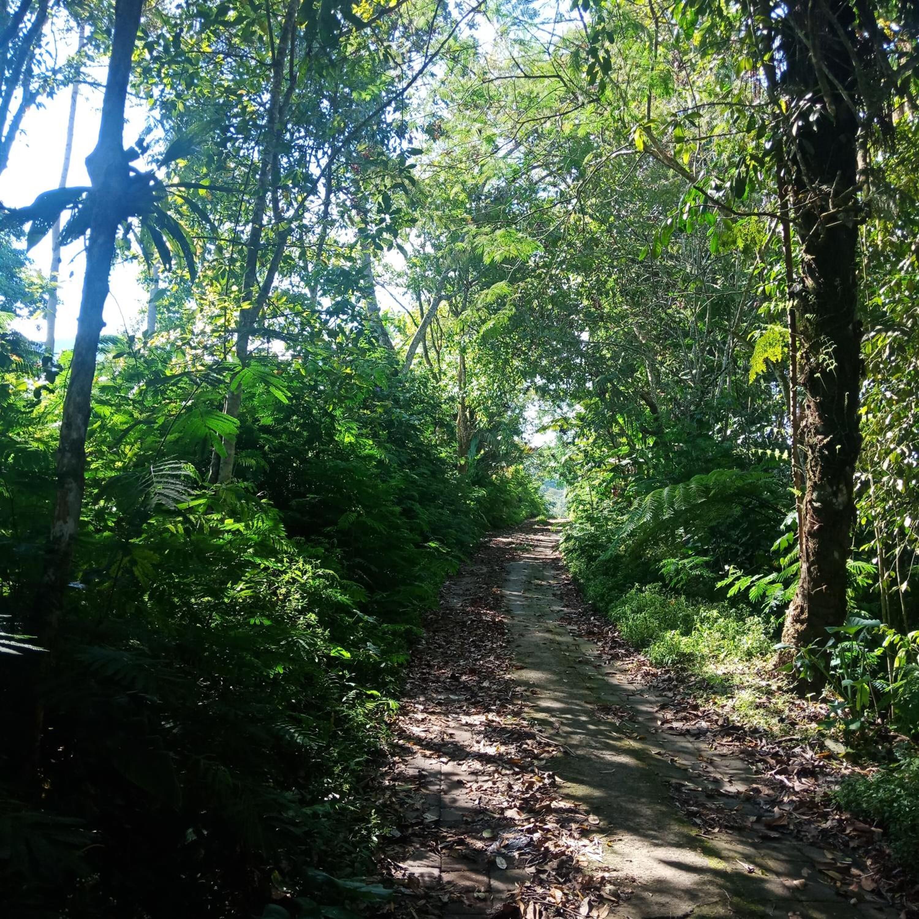 Dong Losog Camping Lodge And Resto