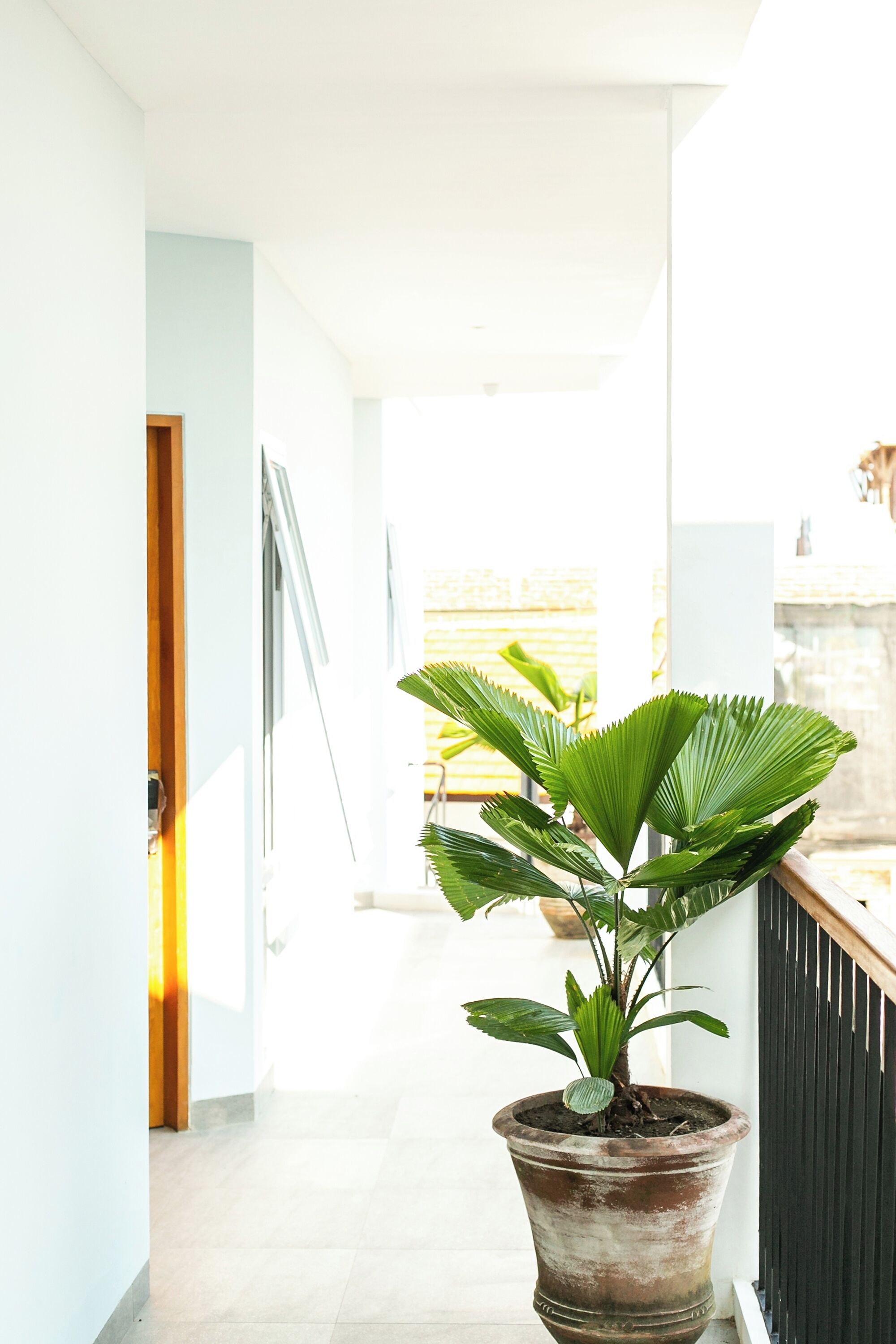 Coco & Pineapple Pants Hostel