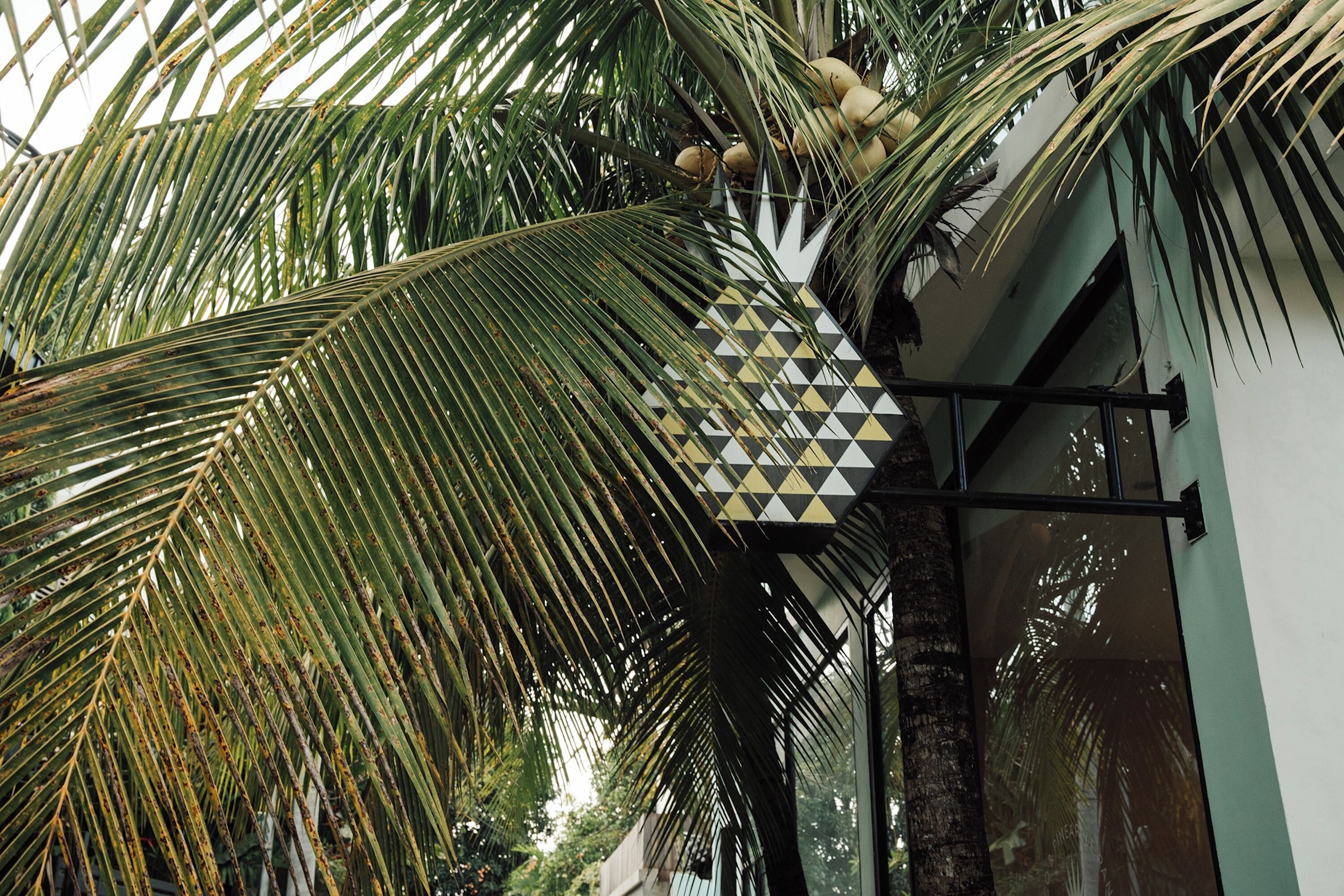 Coco & Pineapple Pants Hostel