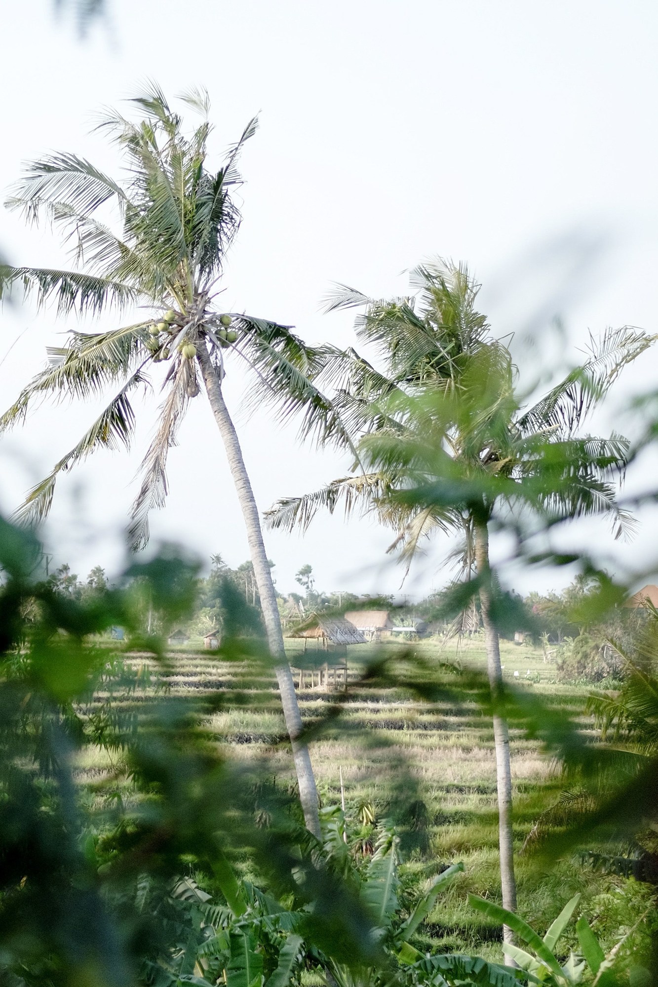Planta Luxury Villa