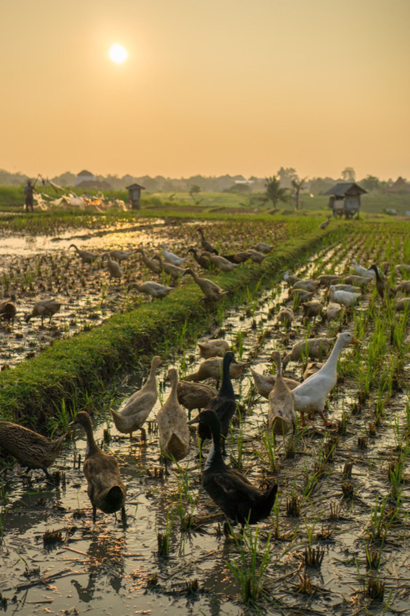 Sotis Villa Canggu