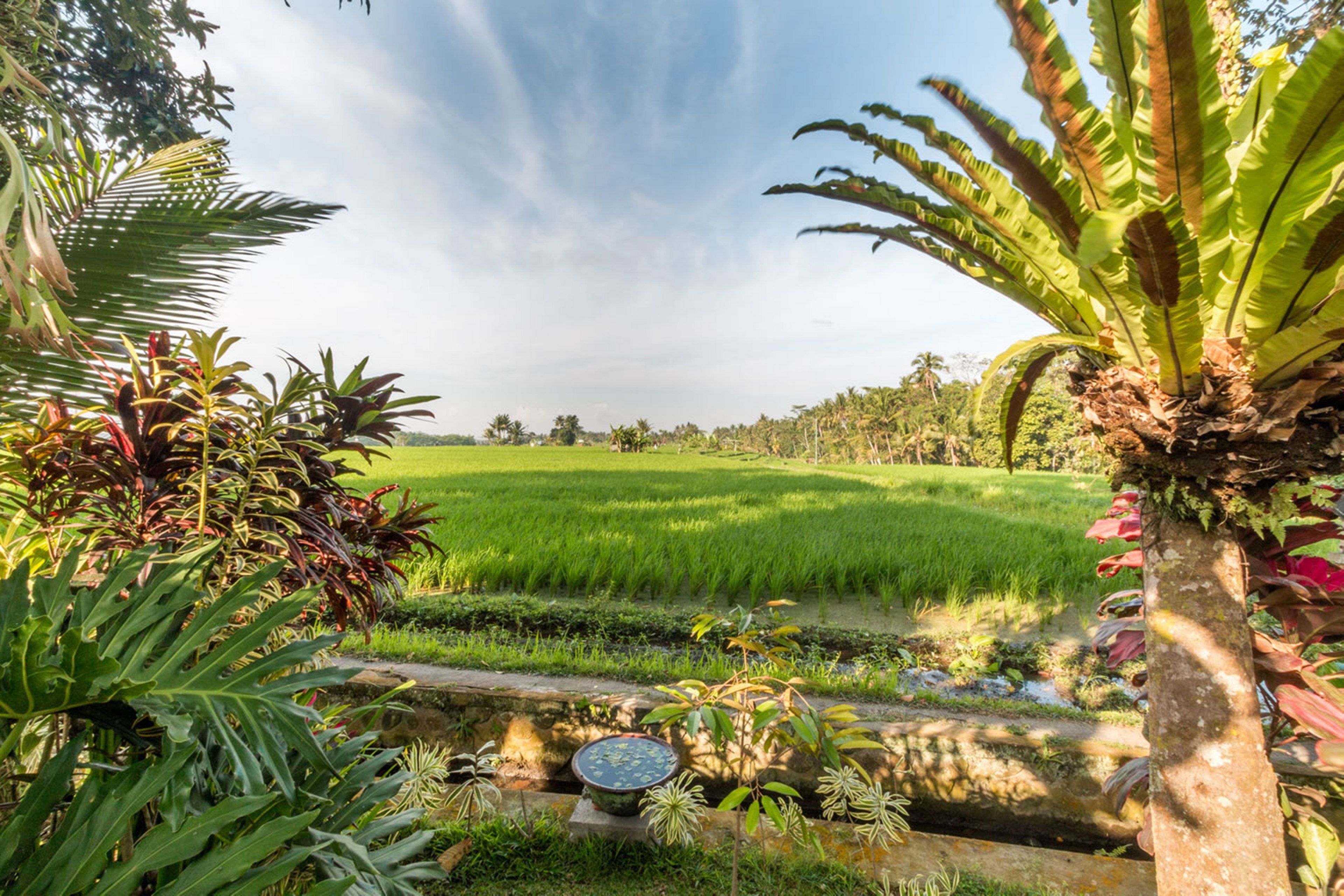 Uma Sari Rice Terrace