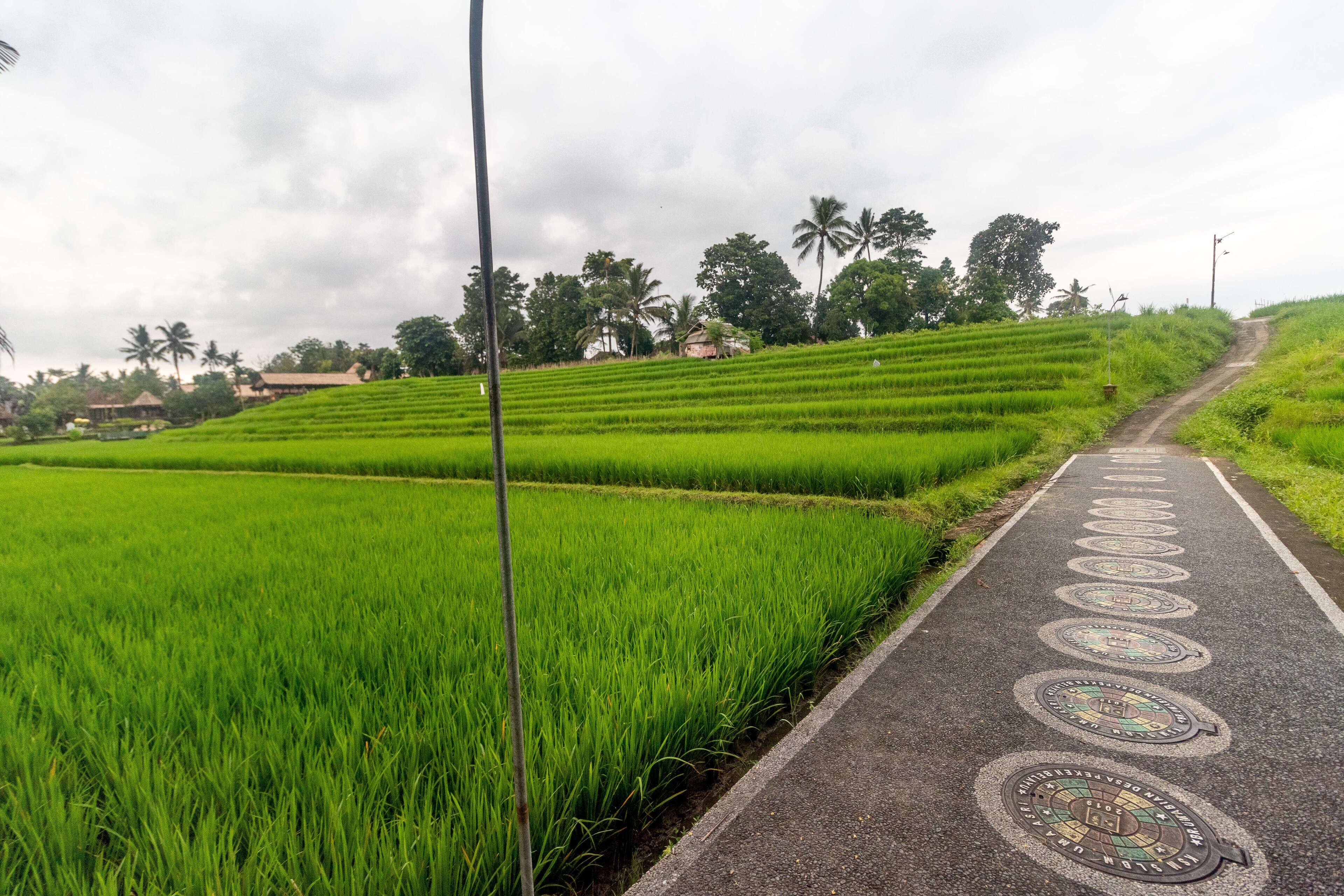 Uma Sari Rice Terrace